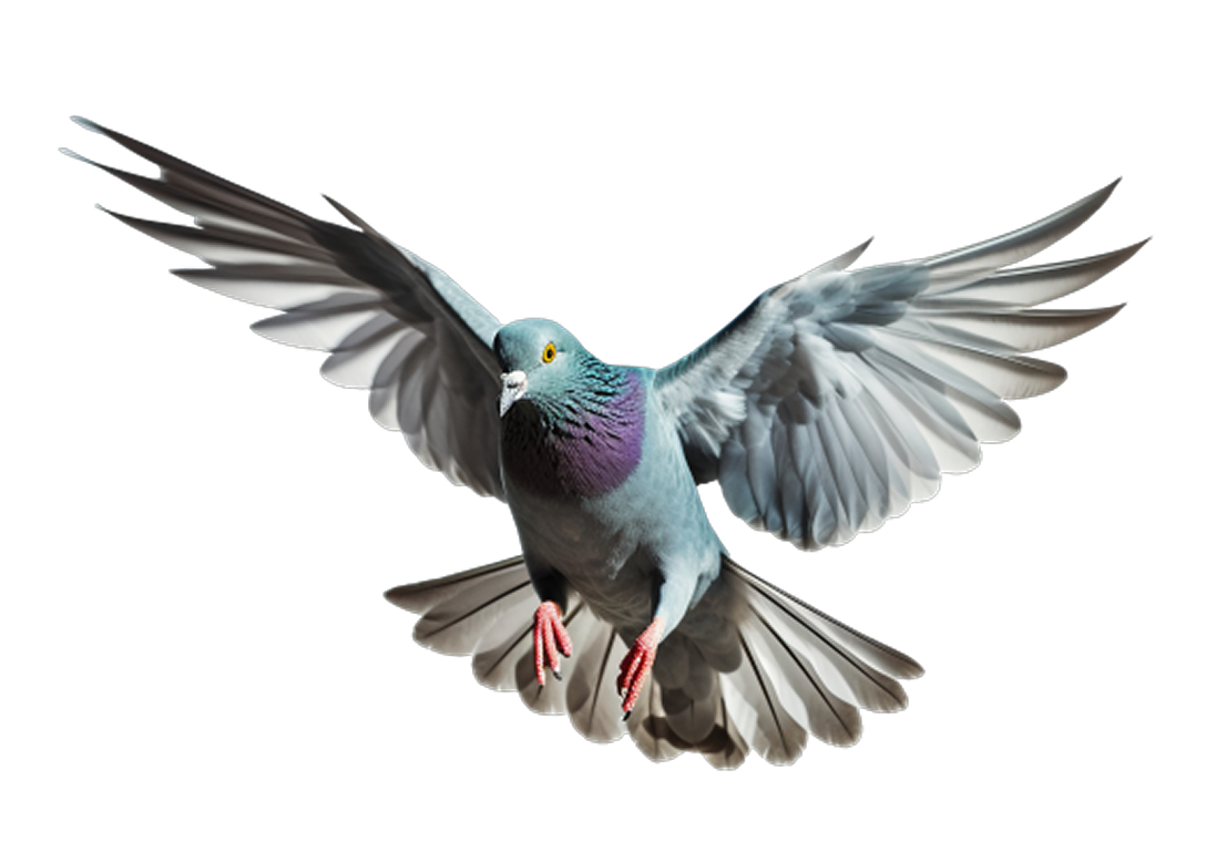 racing-pigeonfeed feeds